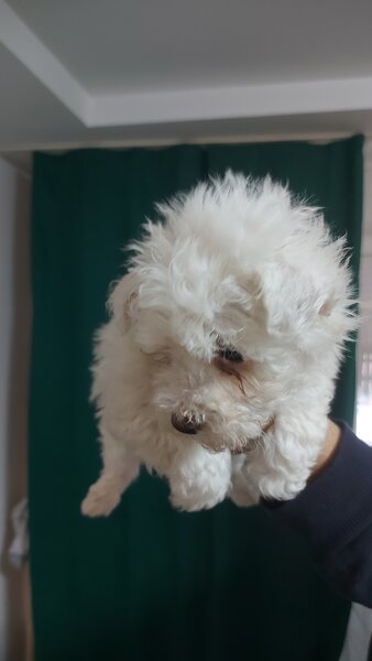 Vand Bichon Frise