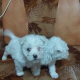 Vand Bichon Frise