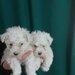 Vand Bichon Frise