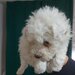 Vand Bichon Frise